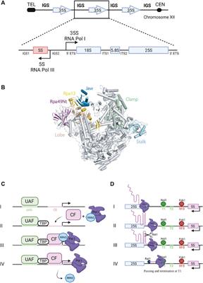 Coupling Between Production of Ribosomal RNA and Maturation: Just at the Beginning